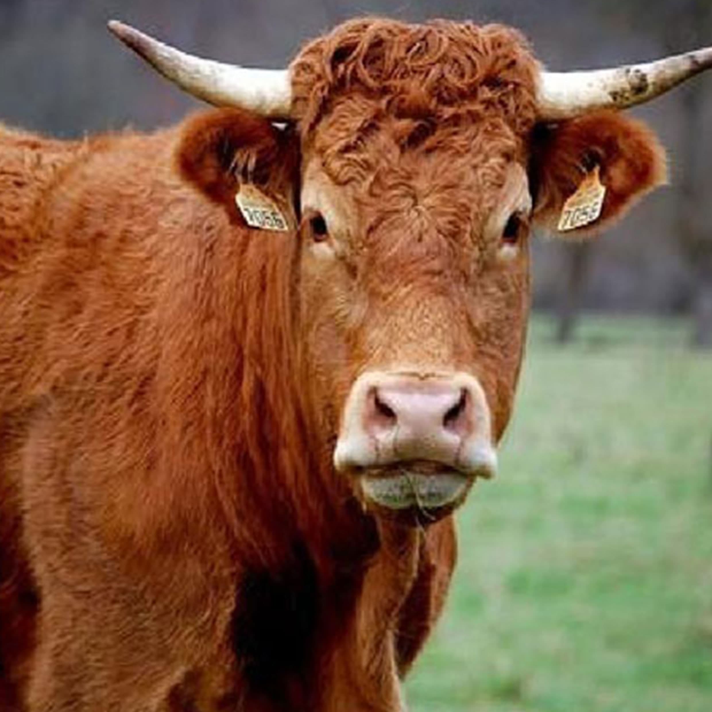 Boeuf