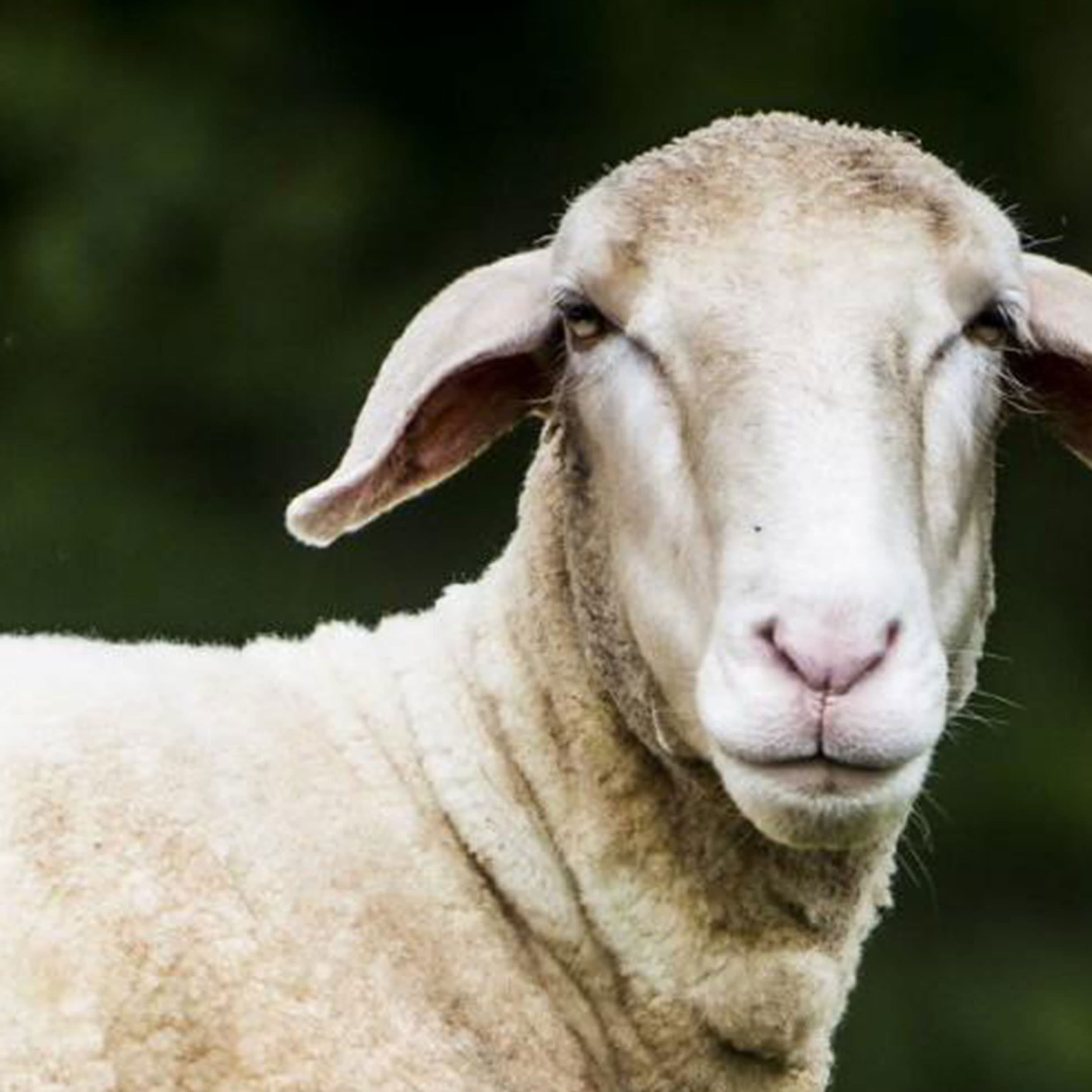 Mouton